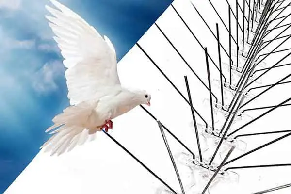 شركات تركيب طارد الحمام شركة تركيب طارد الحمام